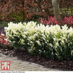 Euonymus Japonicus 'Himalaya' -Perfect Greenery euon hima4