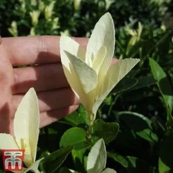 Euonymus Japonicus 'Himalaya' -Perfect Greenery euon hima5