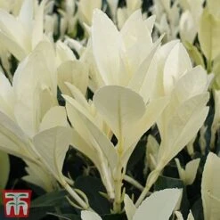 Euonymus Japonicus 'Himalaya' -Perfect Greenery euon hima6