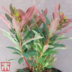 Euphorbia Amygdaloides 'Purpurea' -Perfect Greenery euph4