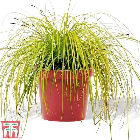 Carex Oshimensis 'Everillo' 4 Carex Oshimensis 'Everillo' - Image 2