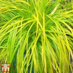 Carex Oshimensis 'Everillo' 14 Carex Oshimensis 'Everillo' -Perfect Greenery ever11
