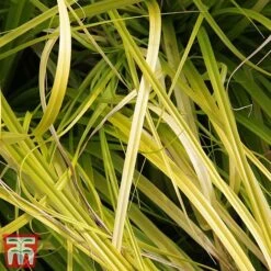 Carex Oshimensis 'Everillo' 19 Carex Oshimensis 'Everillo' -Perfect Greenery ever2