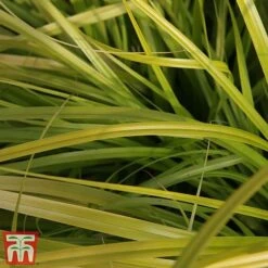 Carex Oshimensis 'Everillo' 18 Carex Oshimensis 'Everillo' -Perfect Greenery ever3