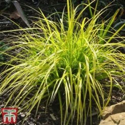 Carex Oshimensis 'Everillo' 15 Carex Oshimensis 'Everillo' -Perfect Greenery ever5