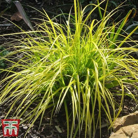 Carex Oshimensis 'Everillo' 6 Carex Oshimensis 'Everillo' - Image 4