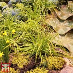 Carex Oshimensis 'Everillo' 21 Carex Oshimensis 'Everillo' -Perfect Greenery ever7