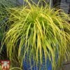 Carex Oshimensis 'Everillo' -Perfect Greenery ever8
