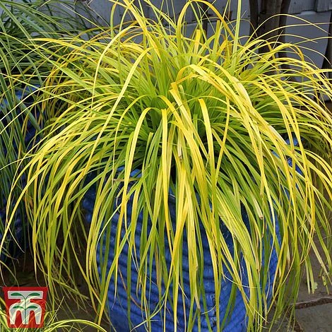 Carex Oshimensis 'Everillo' 3 Carex Oshimensis 'Everillo'