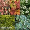 Evergreen Patio Shrub Collection -Perfect Greenery evergreen coll
