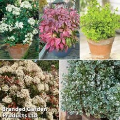 Evergreen Patio Shrub Collection -Perfect Greenery evergreen coll2