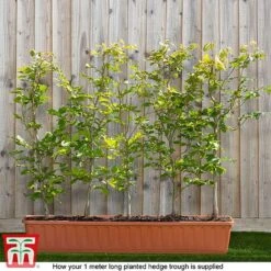 Copper Beech (Hedging) -Perfect Greenery fagus ready