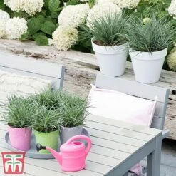 Fascicularia Bicolor 12 Fascicularia Bicolor -Perfect Greenery fasc3