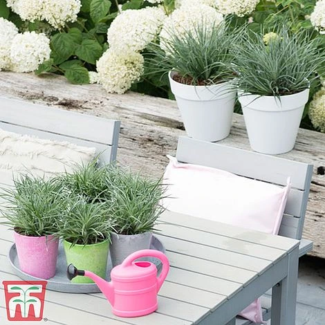 Fascicularia Bicolor 6 Fascicularia Bicolor - Image 4