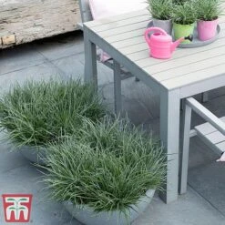 Fascicularia Bicolor 13 Fascicularia Bicolor -Perfect Greenery fasc4