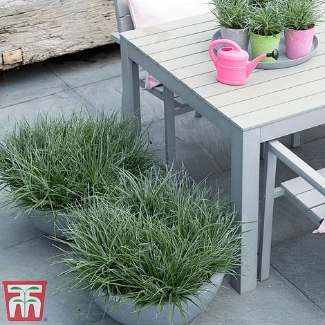 Fascicularia Bicolor 7 Fascicularia Bicolor - Image 5