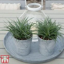 Fascicularia Bicolor 14 Fascicularia Bicolor -Perfect Greenery fasc5