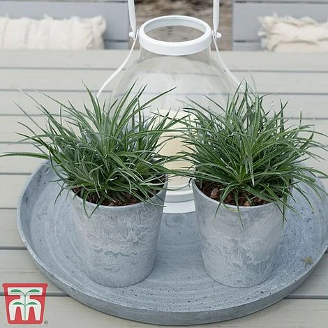 Fascicularia Bicolor 8 Fascicularia Bicolor - Image 6