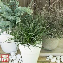 Fascicularia Bicolor 10 Fascicularia Bicolor -Perfect Greenery fasc6