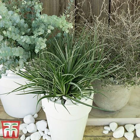 Fascicularia Bicolor 4 Fascicularia Bicolor - Image 2