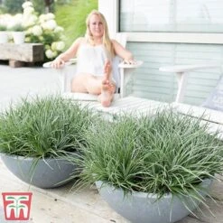 Fascicularia Bicolor 15 Fascicularia Bicolor -Perfect Greenery fasc7