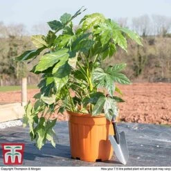 Fatsia Japonica -Perfect Greenery fat jap
