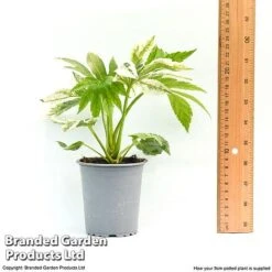 Fatsia Japonica 'Spiders Web' 23 Fatsia Japonica 'Spiders Web' -Perfect Greenery fatsia1