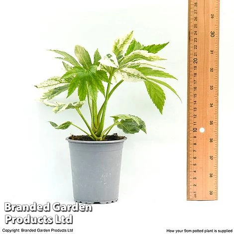 Fatsia Japonica 'Spiders Web' 13 Fatsia Japonica 'Spiders Web' - Image 11