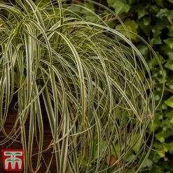 Carex 'Feather Falls' -Perfect Greenery feathers