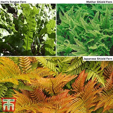 Fern Hardy Collection 3 Fern Hardy Collection