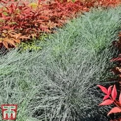 Festuca 'Intense Blue' -Perfect Greenery fest