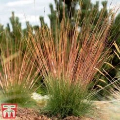 Festuca 'Sunrise' -Perfect Greenery fest sun