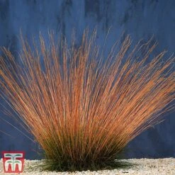Festuca 'Sunrise' -Perfect Greenery fest sun2