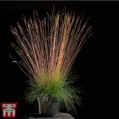 Festuca 'Sunrise' -Perfect Greenery fest sun3