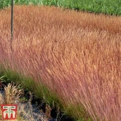 Festuca 'Sunrise' -Perfect Greenery fest sun4