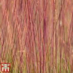 Festuca 'Sunrise' -Perfect Greenery fest sun5