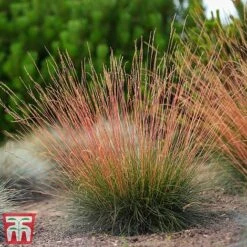 Festuca 'Sunrise' -Perfect Greenery fest sun6