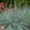 Festuca 'Intense Blue' -Perfect Greenery fest2