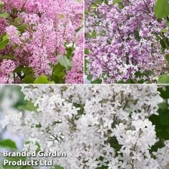 Syringa Flowerfesta® Collection -Perfect Greenery fftio1