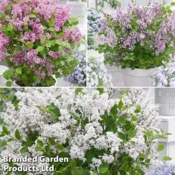 Syringa Flowerfesta® Collection -Perfect Greenery fftio2