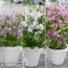 Syringa Flowerfesta® Collection 2 Syringa Flowerfesta® Collection -Perfect Greenery fftri