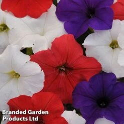 Petunia 'Easy Wave Union Jack Mix' -Perfect Greenery flag2