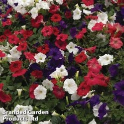 Petunia 'Easy Wave Union Jack Mix' -Perfect Greenery flag3
