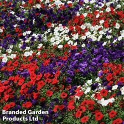 Petunia 'Easy Wave Union Jack Mix' -Perfect Greenery flag4