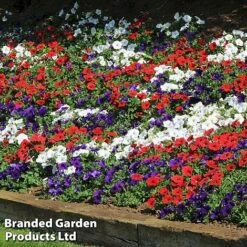 Petunia 'Easy Wave Union Jack Mix' -Perfect Greenery flag6