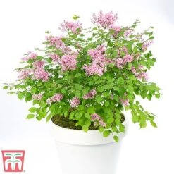 Lilac Dwarf 'Flowerfesta® Pink' -Perfect Greenery flow1