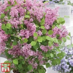 Lilac Dwarf 'Flowerfesta® Pink' -Perfect Greenery flowd