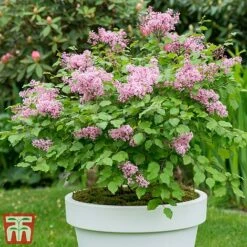 Lilac Dwarf 'Flowerfesta® Pink' -Perfect Greenery flows
