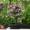 Fuchsia 'Elma' (Hardy) (Standard) 2 Fuchsia 'Elma' (Hardy) (Standard) -Perfect Greenery fuch elm a