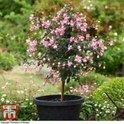 Fuchsia 'Elma' (Hardy) (Standard) -Perfect Greenery fuch elm b